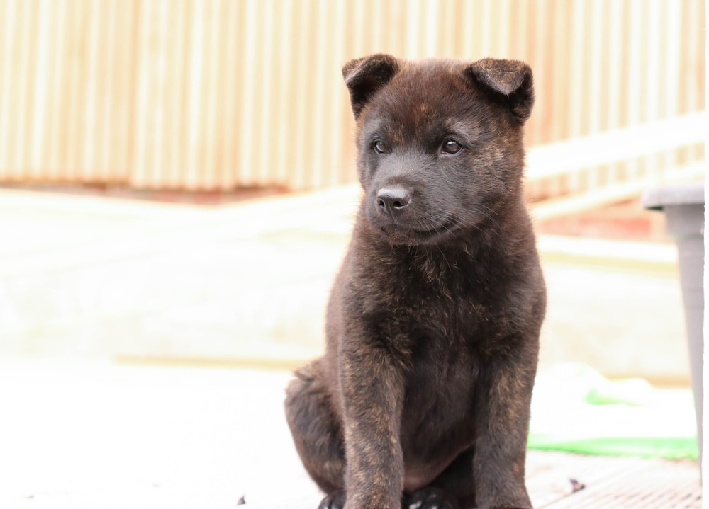 Kai Ken Puppies