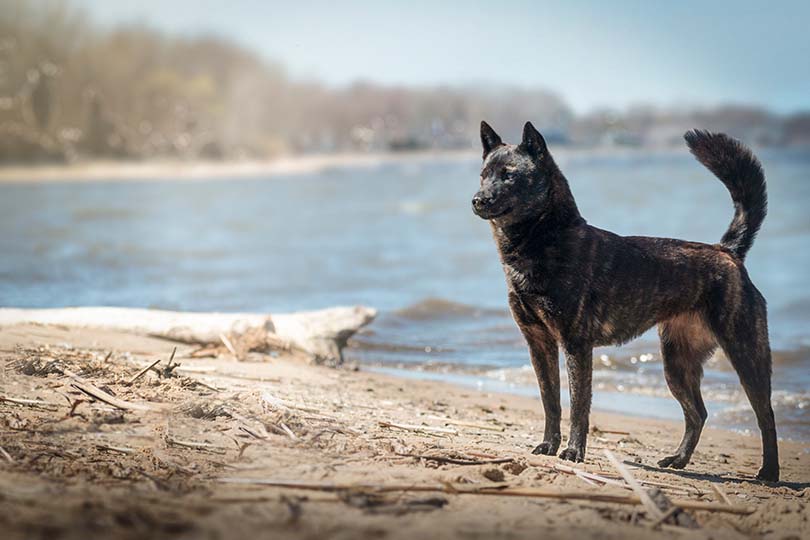Kai Ken on beach