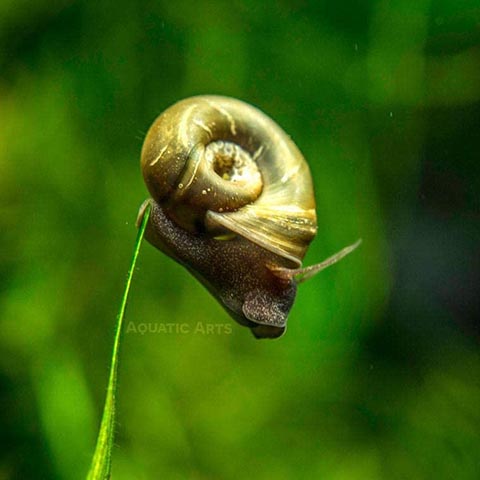 Kazen Aquatic Mix Colors Ramshorn Snails