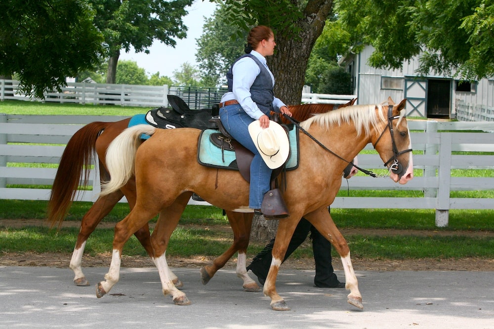 Kentucky Mountain Saddle Horse
