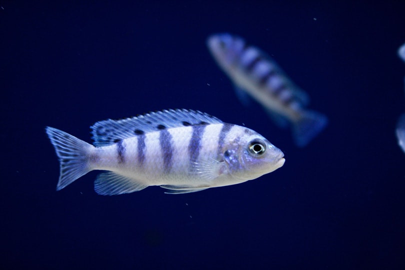 Kenyi Cichlid