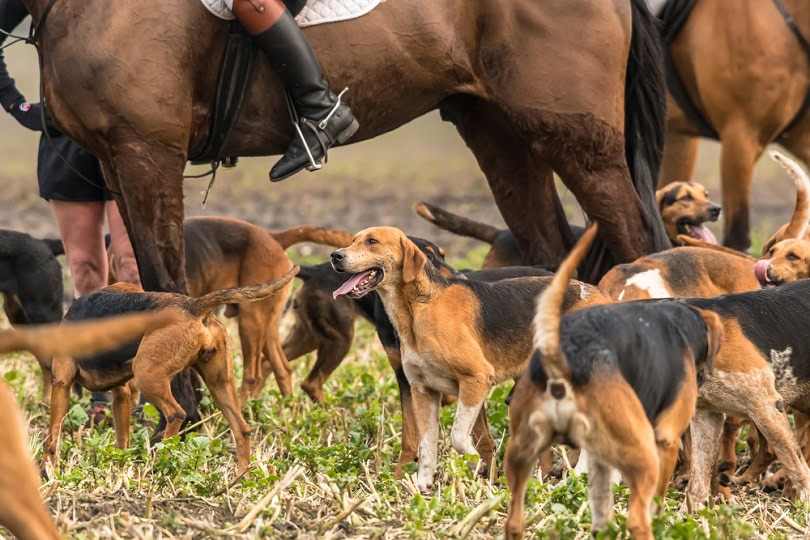 Kerry Beagle dogs_Henk Osinga Photography_shutterstock