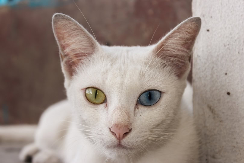 Khao Manee