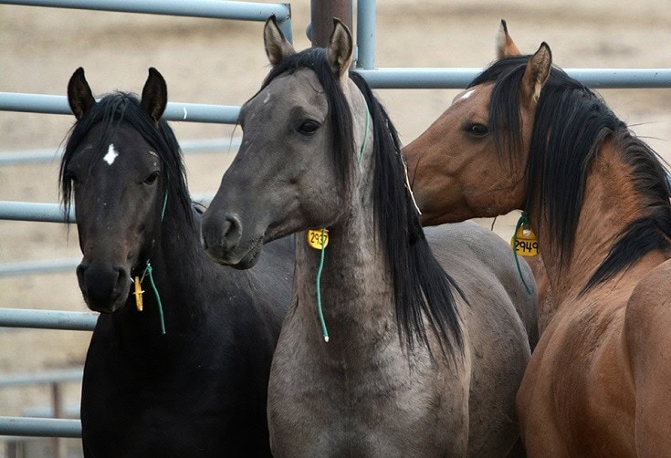 Kiger Mustangs