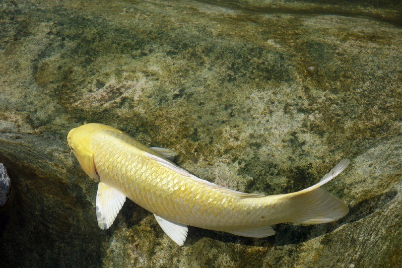 Kinginrin koi