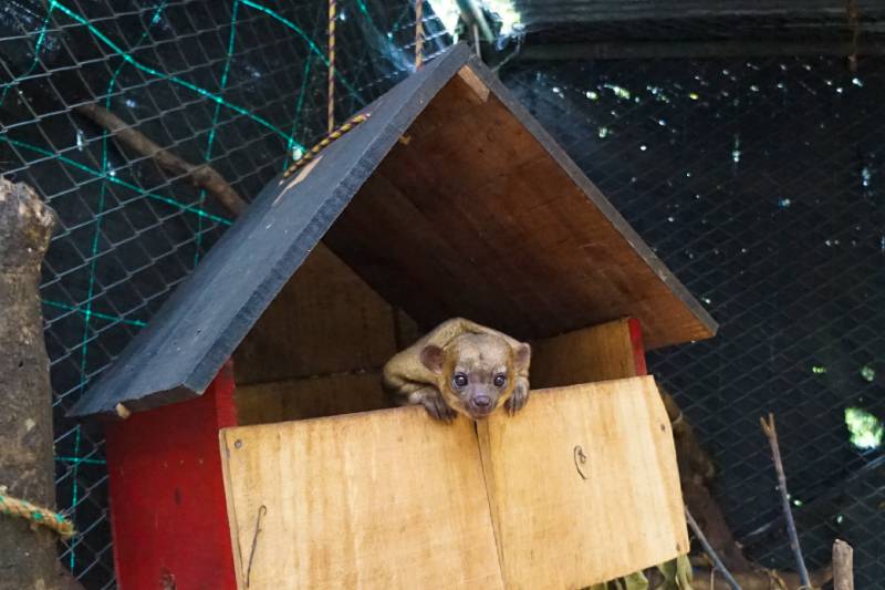 Kinkajou In Its Wooden House