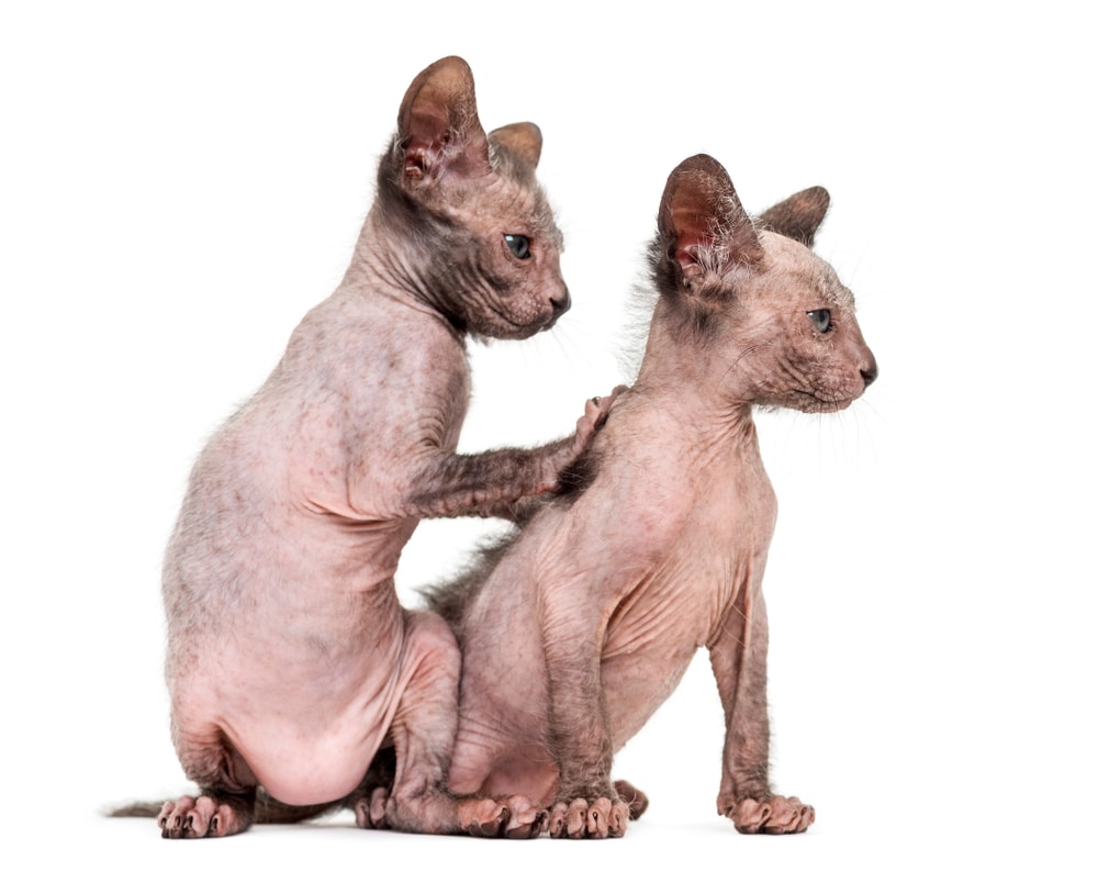 Kitten Lykoi cat