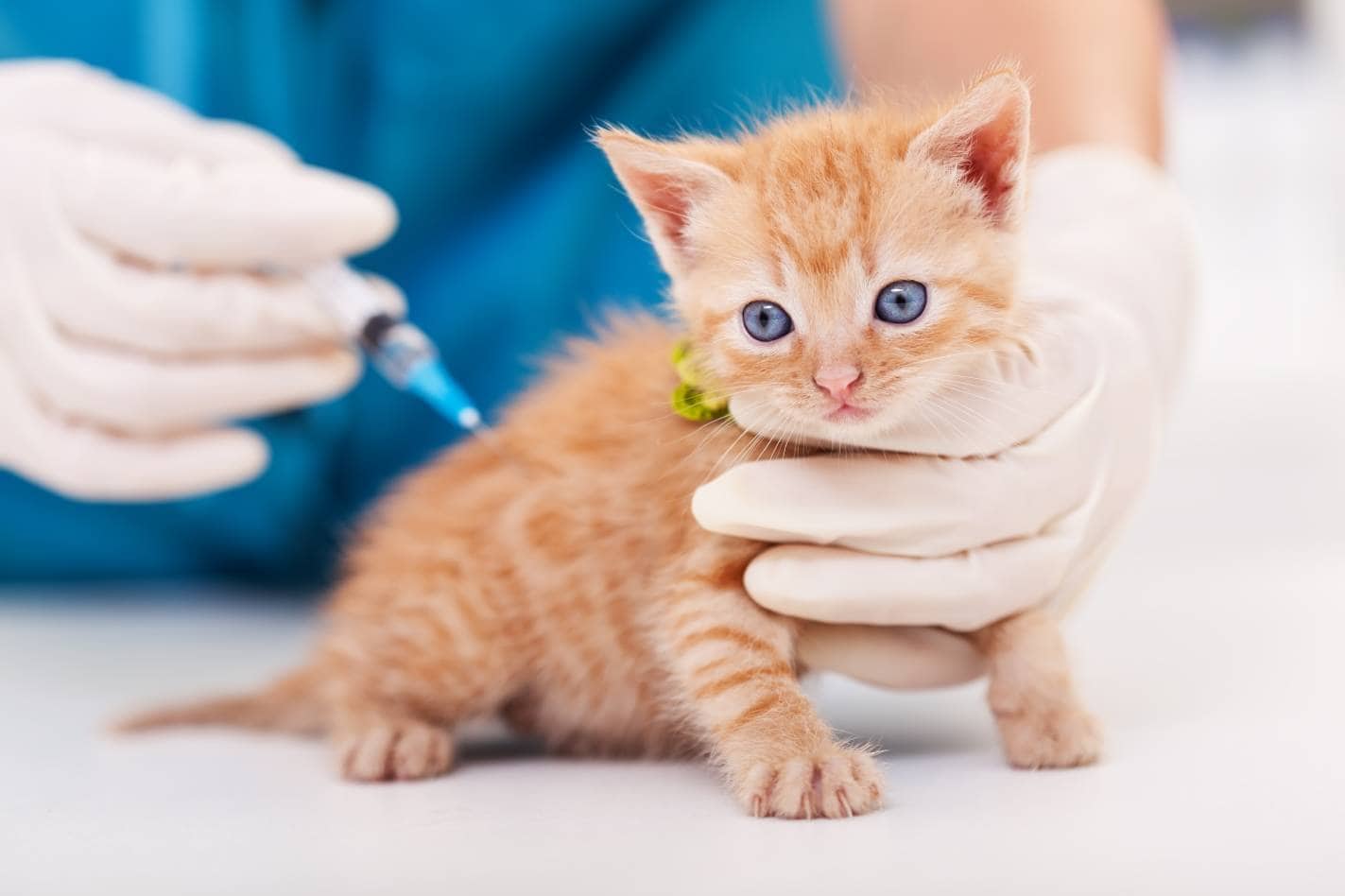 Kitten Vaccinated