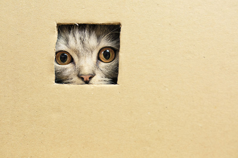 Kitten sitting in a cardboard box