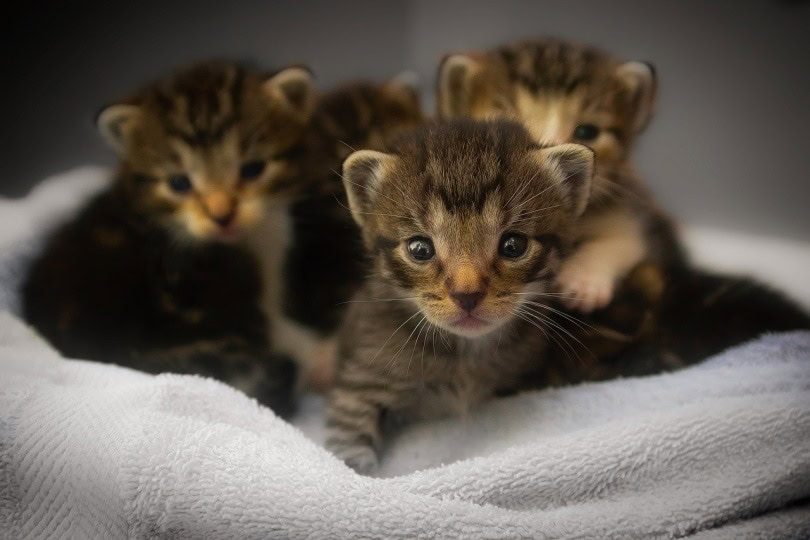 Kittens on a blanket