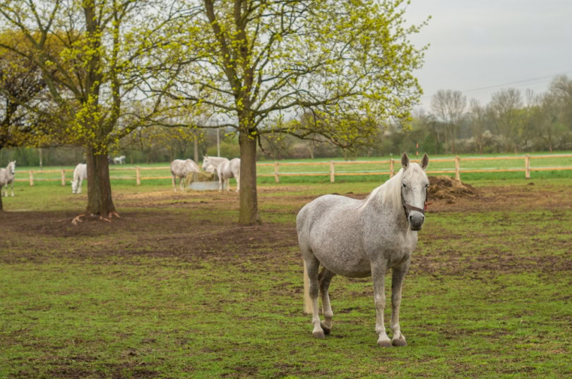 Kladruber horses in the field