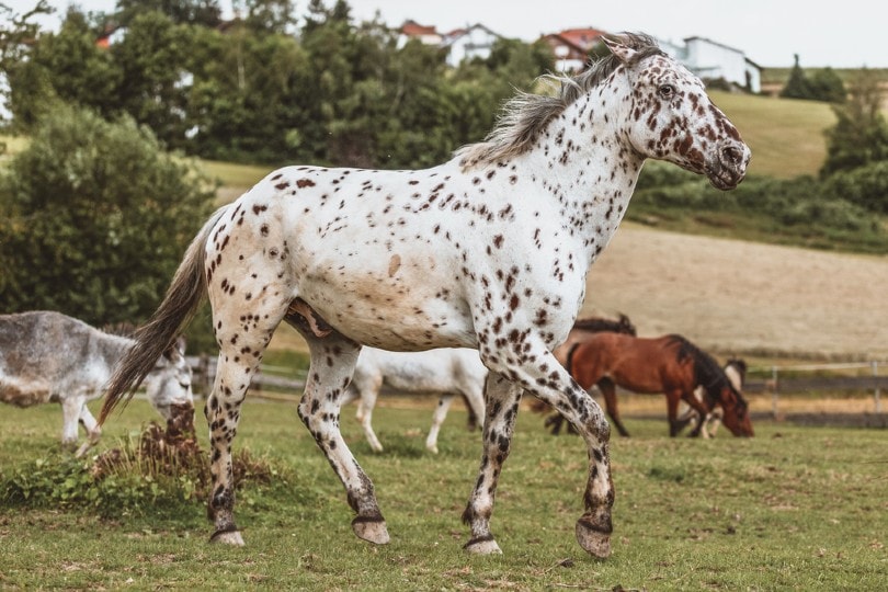 Knabstrupper Horse