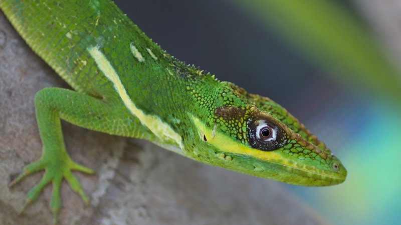 Knight Anole (Anolis equestris)