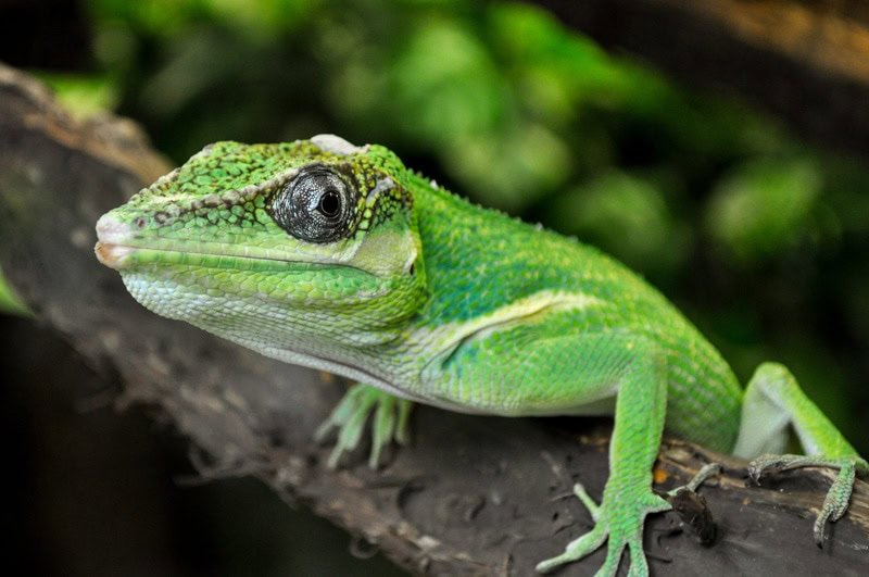 Knight anole on a tree branch