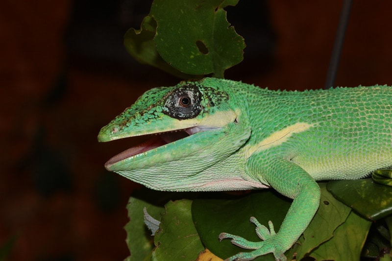 Knight anole on the tree branch