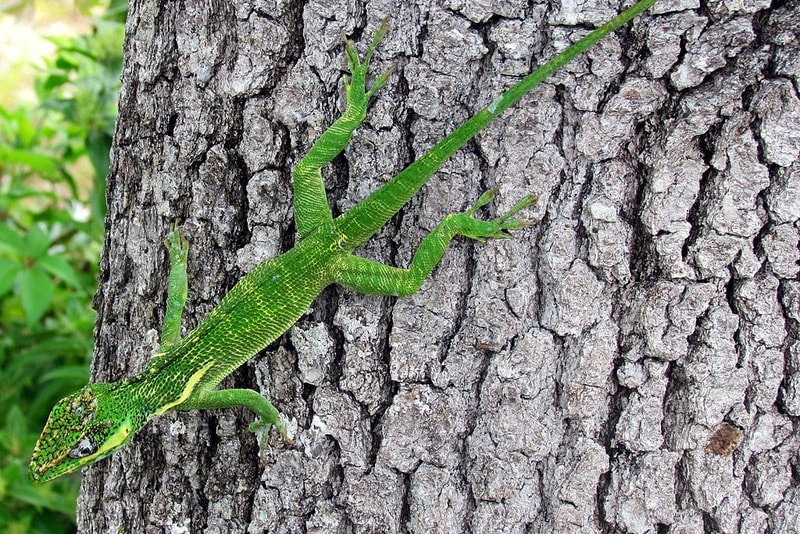 Knight anole on tree