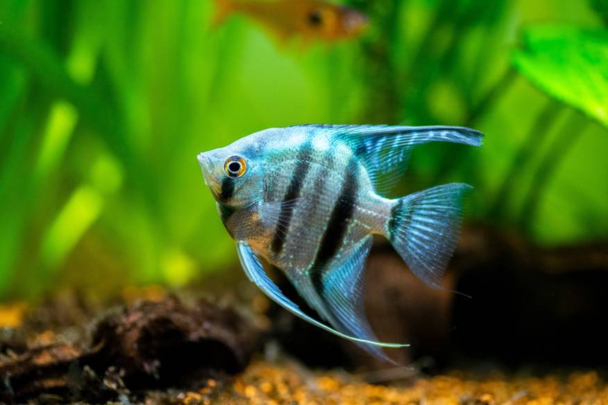 Koi Angel Fish
