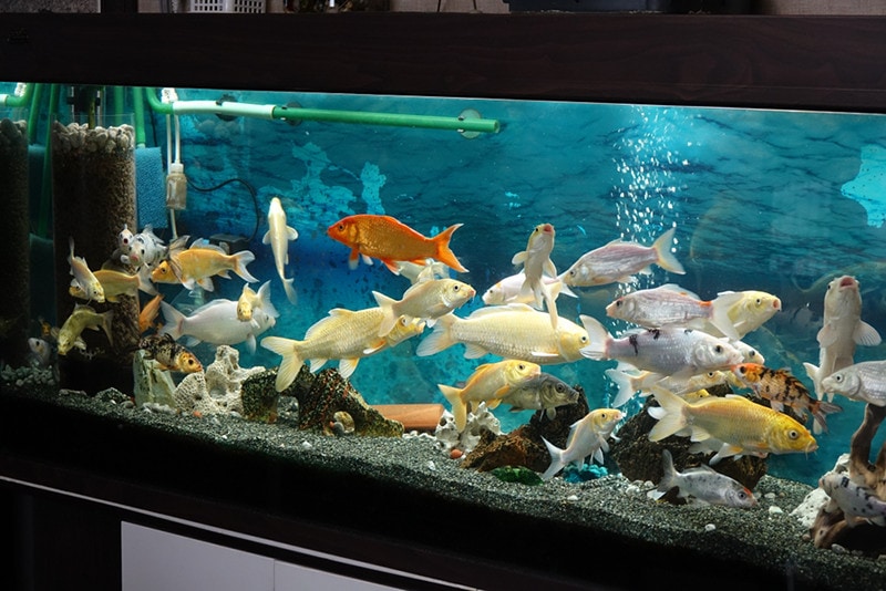 Koi in aquarium tank