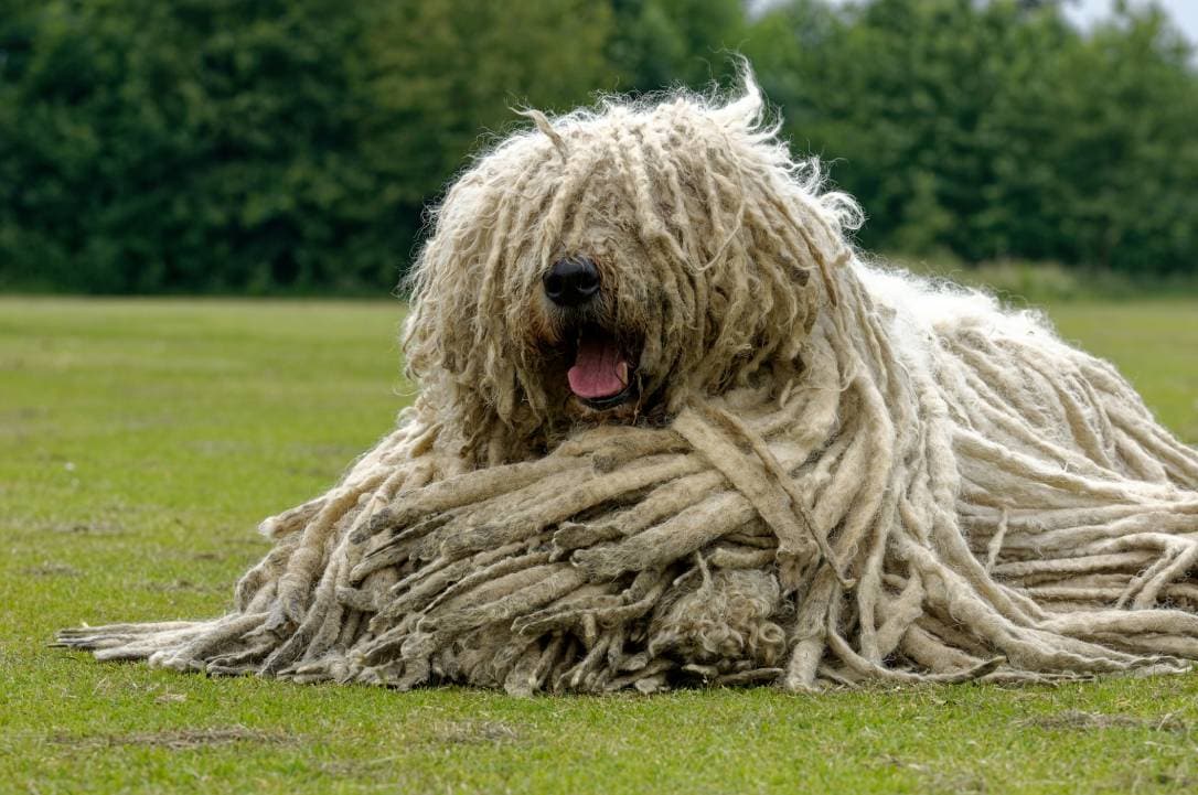 Komondor-lying-down-on-the-grass