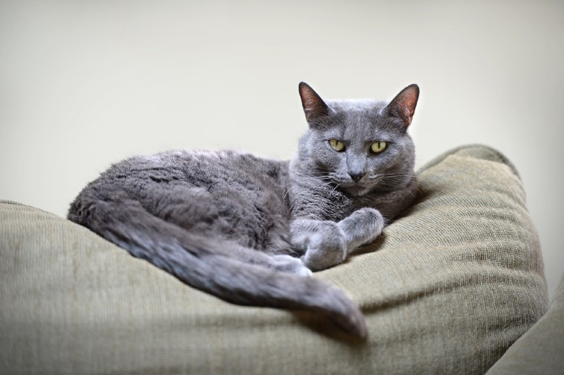 Korat cat