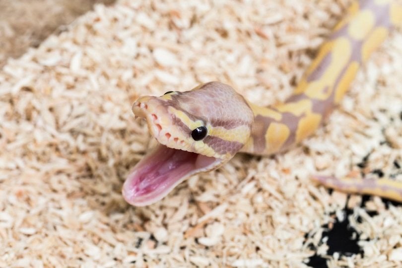 LAVENDER ALBINO ball python