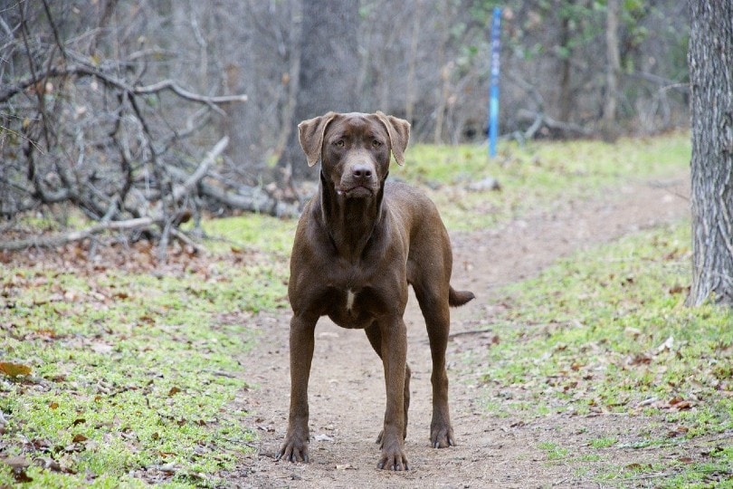 Labrador Retriever