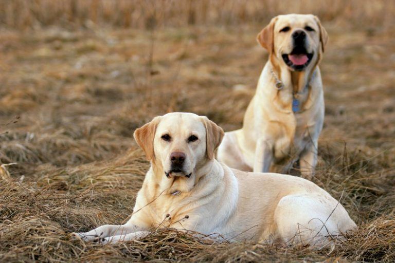 Labrador Retrievers_Shutterstock_Tina Rencelj