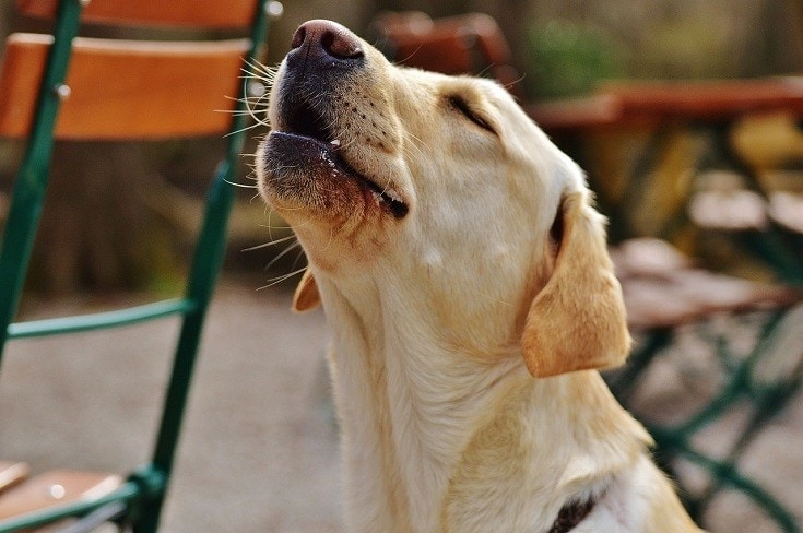 Labrador howling