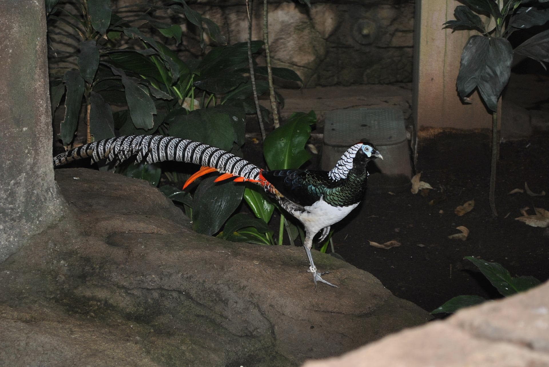 Lady Amherst’s Pheasant