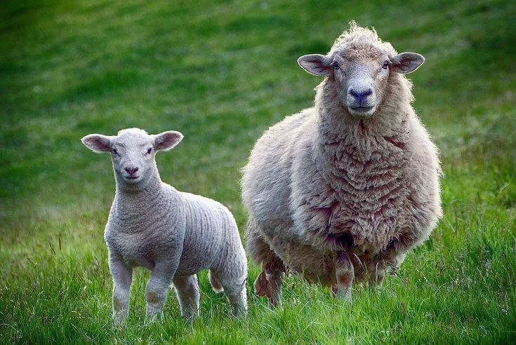 Lamb and Sheep