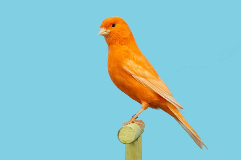 Lancashire canary