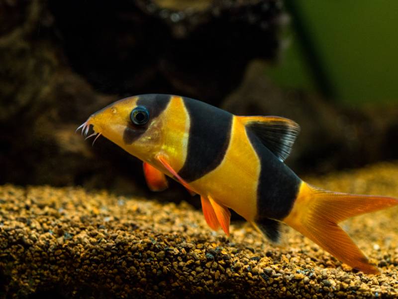 Large clown loach in fish tank