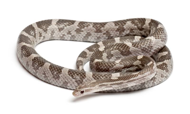 Lavender Corn Snake