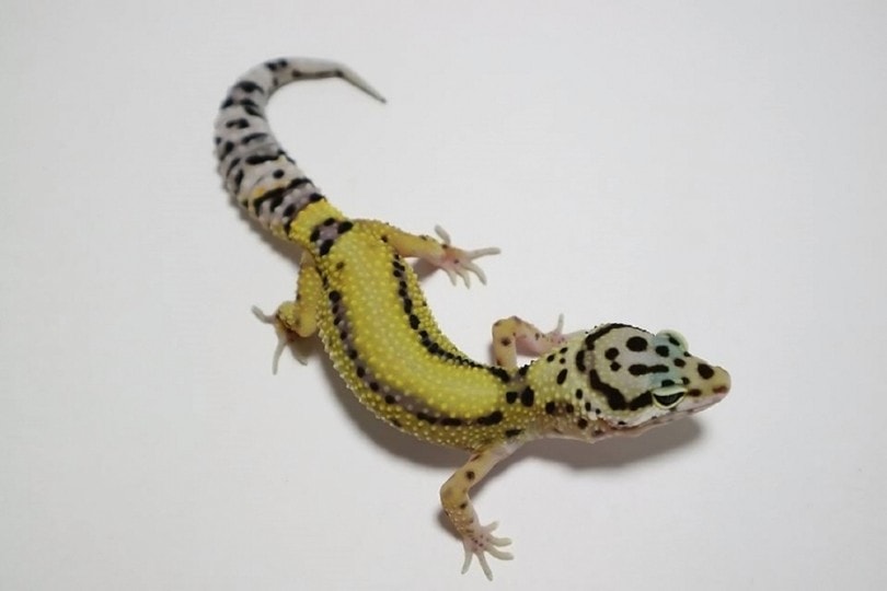 Lavender Leopard Gecko