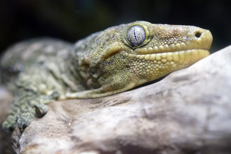 Leachie Gecko