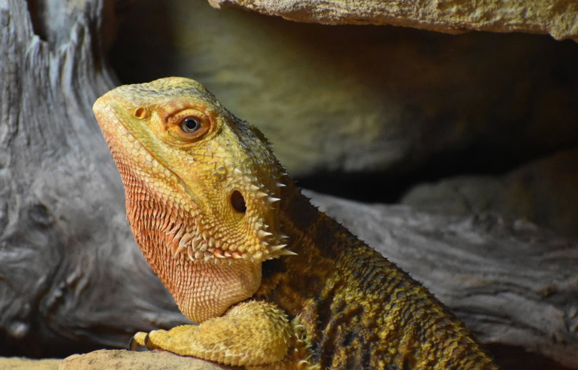 Leatherback bearded dragon (pogona) in tank
