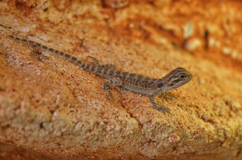 Leatherback bearded dragon (pogona)