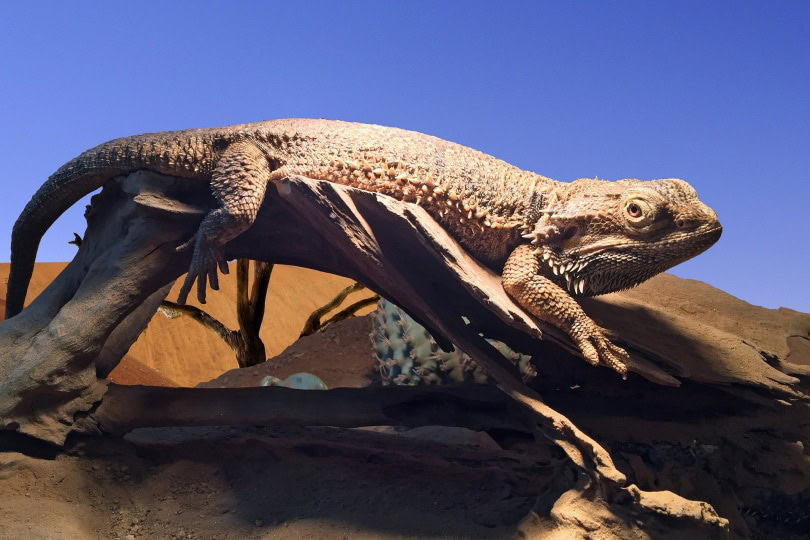 Leatherback bearded dragon