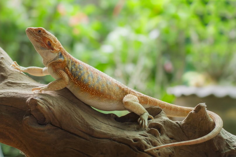 Leatherback bearded dragon