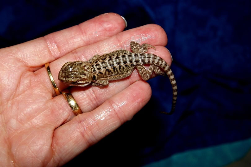 Leatherback bearded dragon(pogona)