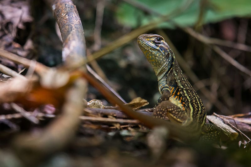 Leiolepis belliana