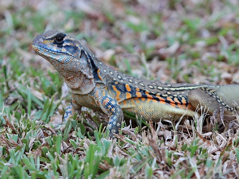 Leiolepis belliana