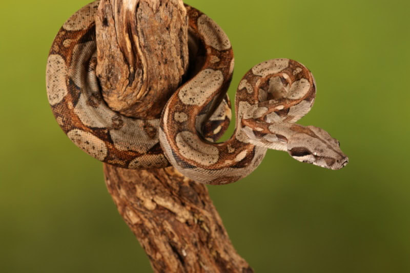 Lemon Blast Ball Python on a tree