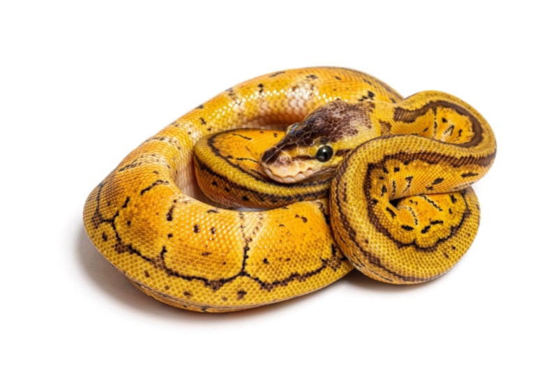 Lemon Blast Ball Python onwhite background