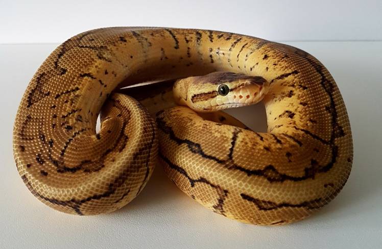 Lemon Python_Deb Davis_Shutterstock