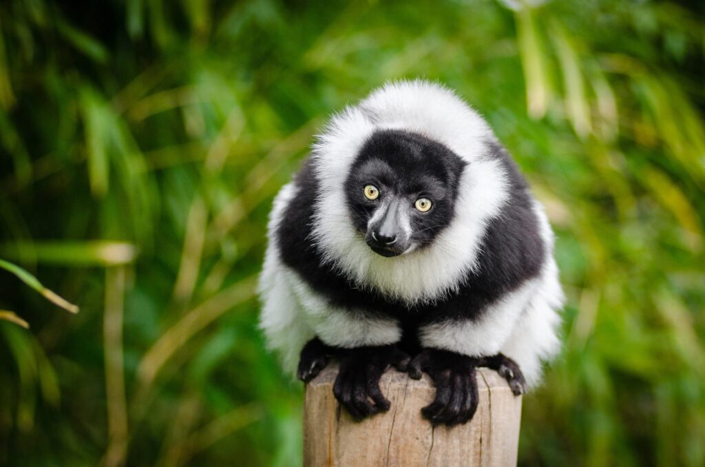 Lemurs close up_Pixabay
