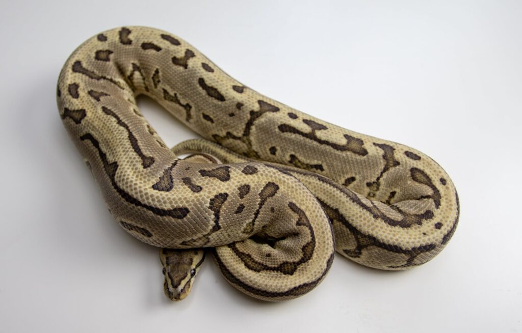 Leopard Ball Python frontal view_Pixabay