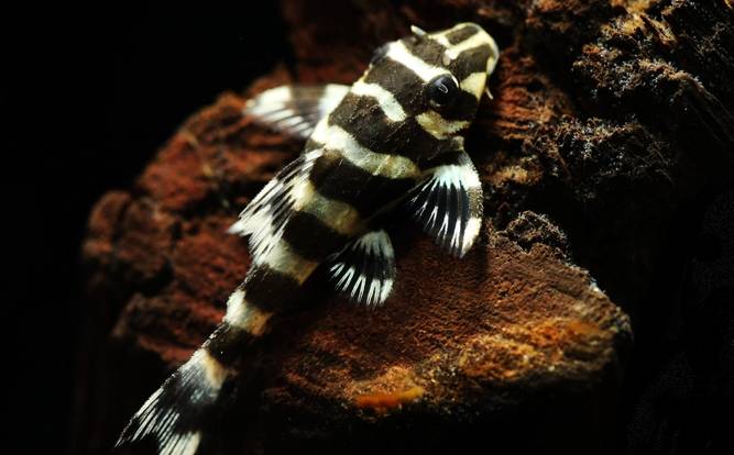 Leopard Frog Pleco