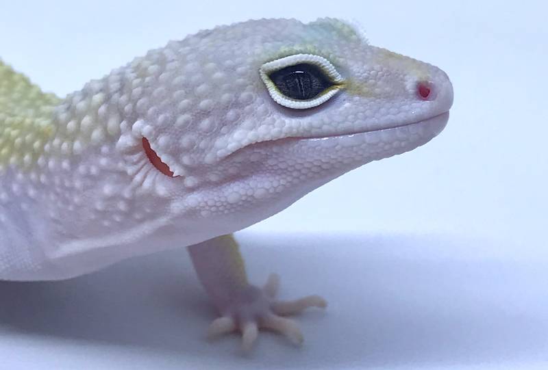 Leopard Gecko Murphy Patternless Morph