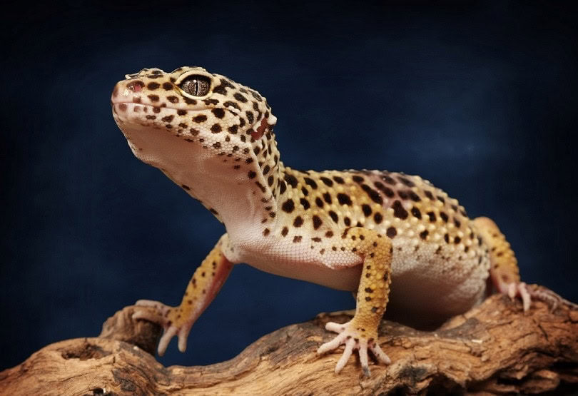 Leopard gecko